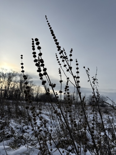 False Motherwort (Chaiturus marrubiastrum)