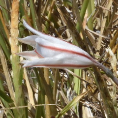 Cyrtanthus loddigesianus