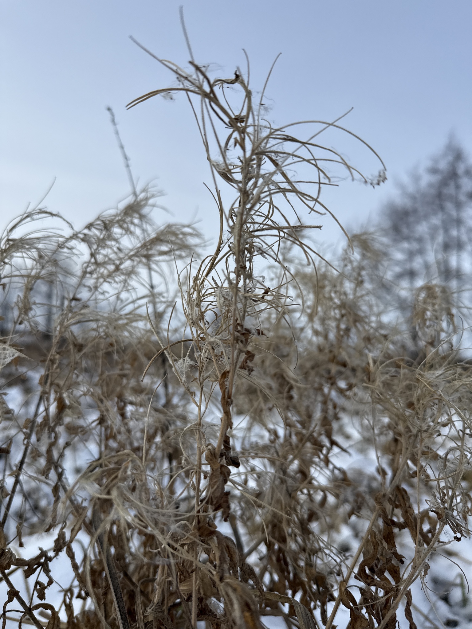 Great willowherb