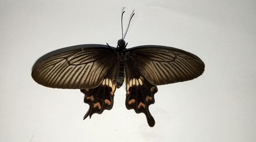 Pachliopta adamas