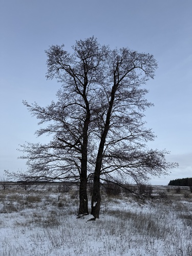 Alnus glutinosa, photograph 5
