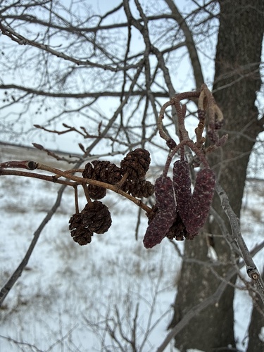 Alnus glutinosa, photograph 6