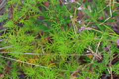 Cleome rubella