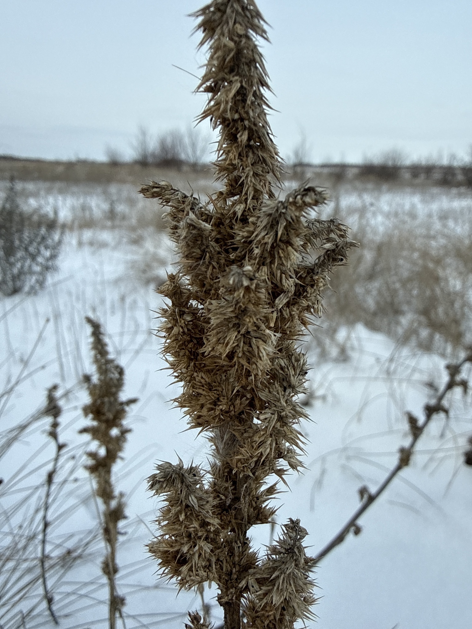 Redroot pigweed