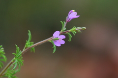 Cleome rubella