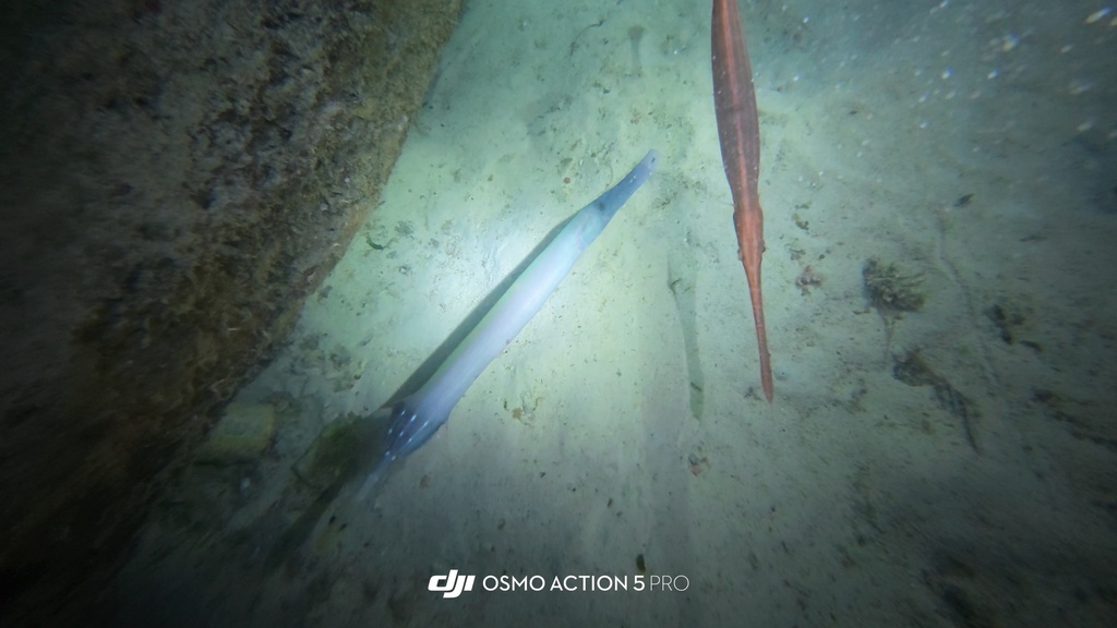 Chinese trumpetfish (Aulostomus chinensis) — Aulostomidae