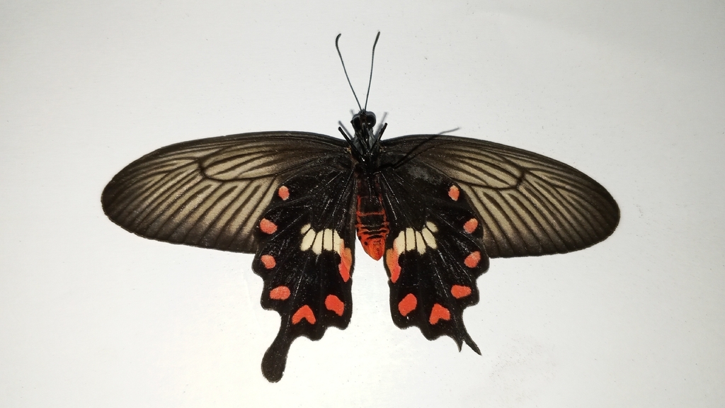 Zinken's Rose (Pachliopta adamas)