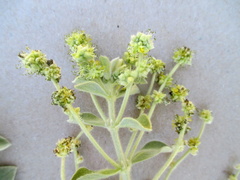 Mercurialis tomentosa