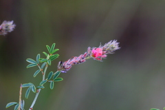 Indigofera egens
