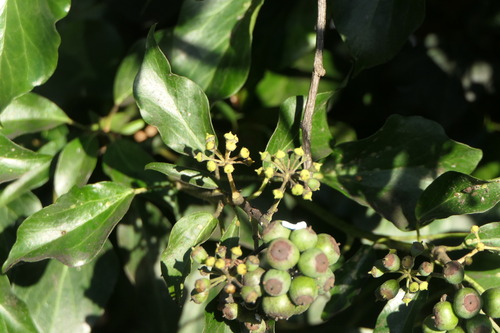 Hedera helix