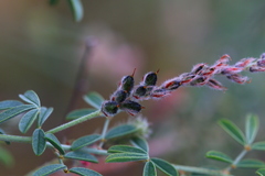 Indigofera egens