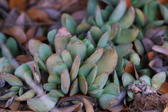 Adromischus umbraticola