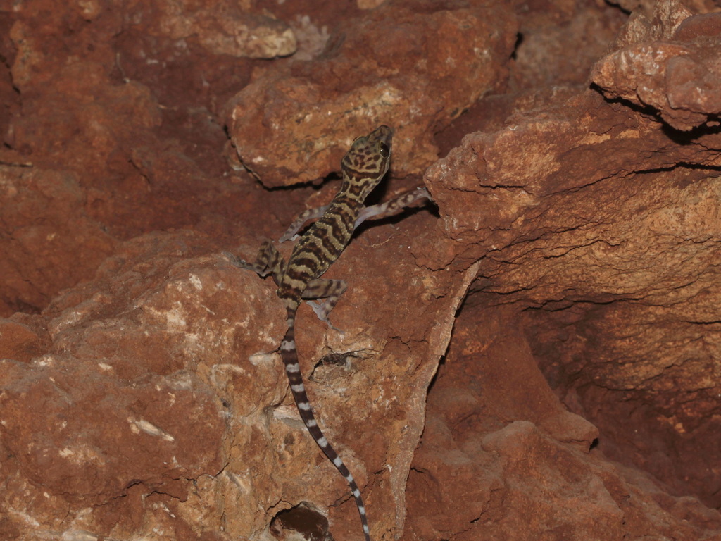 Dumnui’s Bent-toed Gecko