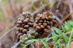 Anacampseros subnuda subnuda