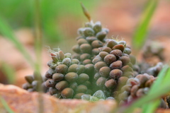 Anacampseros subnuda subnuda