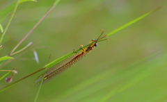 Macronemurus tinctus