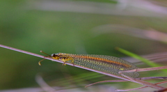 Macronemurus tinctus