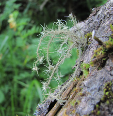 Usnea florida