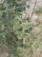 Senna durangensis