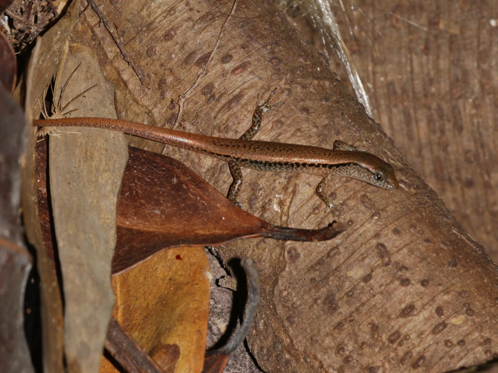 Dwarf Forest Skink