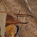 Sphenomorphus mimicus - Photo (c) ian_dugdale, alguns direitos reservados (CC BY)