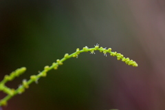 Lophiocarpus tenuissimus