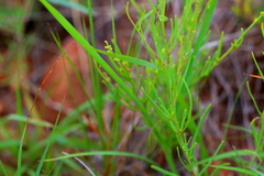Lophiocarpus tenuissimus