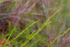 Lophiocarpus tenuissimus