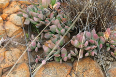 Adromischus umbraticola
