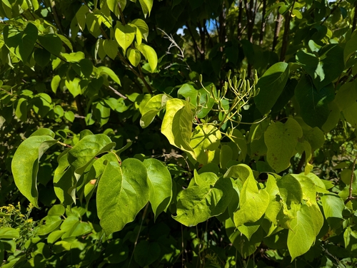 Japanese Tree Lilac (Syringa reticulata)