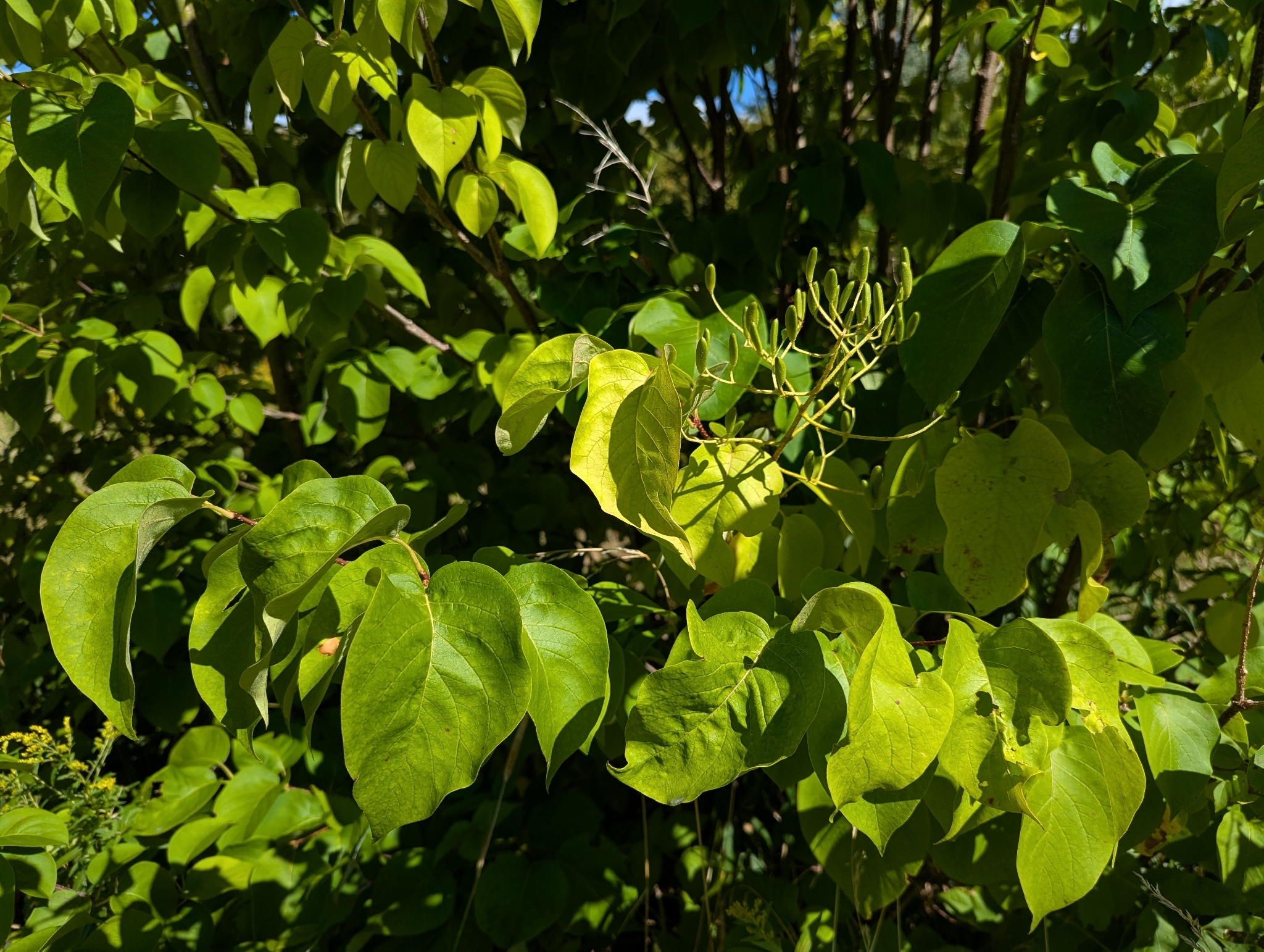 Japanese Tree Lilac (Syringa reticulata)