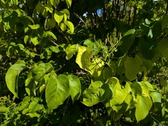 Japanischer Baumflieder (Syringa reticulata)