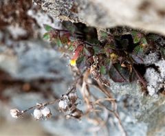 Lindenbergia muraria