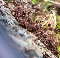 Lindenbergia muraria