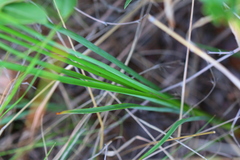 Chlorophytum fasciculatum