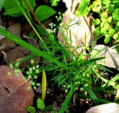 Spermolepis echinata