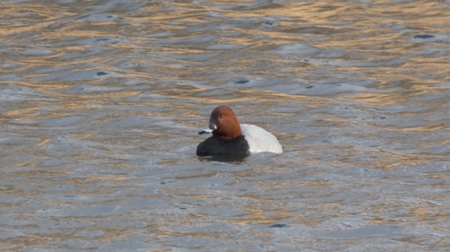 Common Pochard (Aythya ferina)