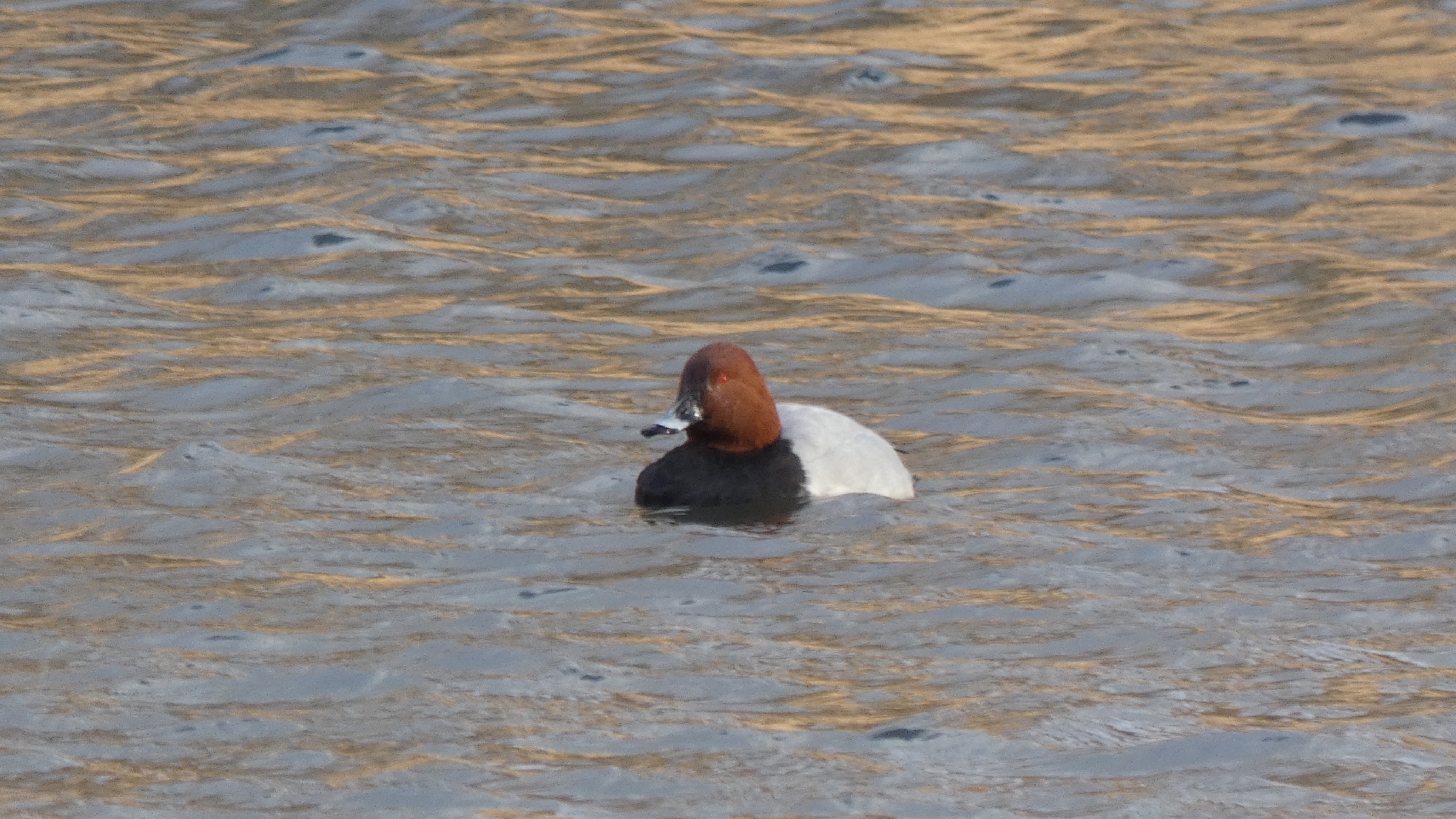 Common Pochard (Aythya ferina), photo 1