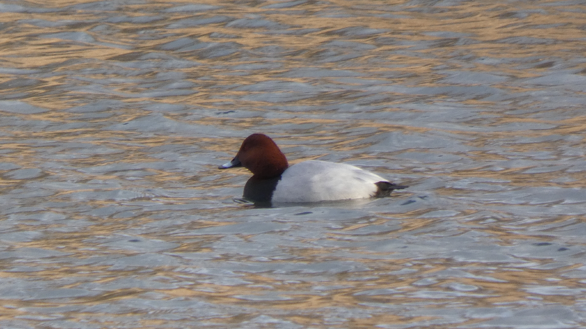 Common Pochard (Aythya ferina), photo 2