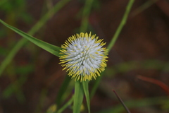 Cyperus cristatus