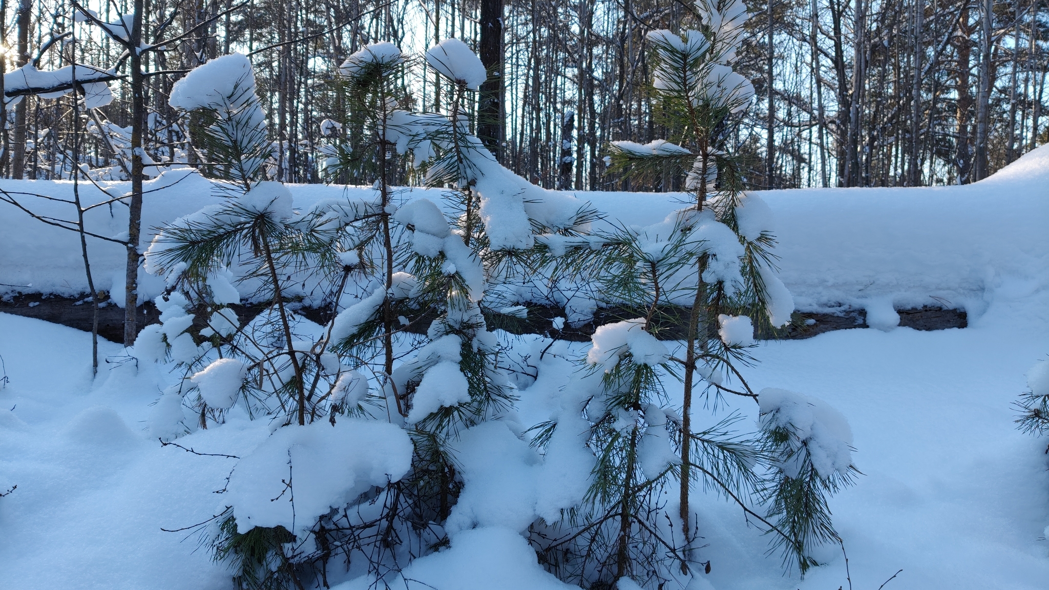 Scots pine