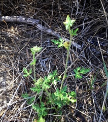 Sphaeralcea pedatifida