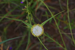 Cyperus cristatus