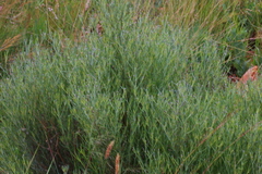 Oocephala staehelinoides