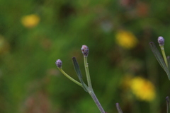 Oocephala staehelinoides