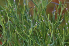 Oocephala staehelinoides