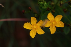 Hypericum aethiopicum