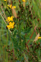 Hypericum aethiopicum