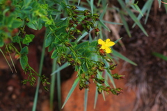 Hypericum aethiopicum