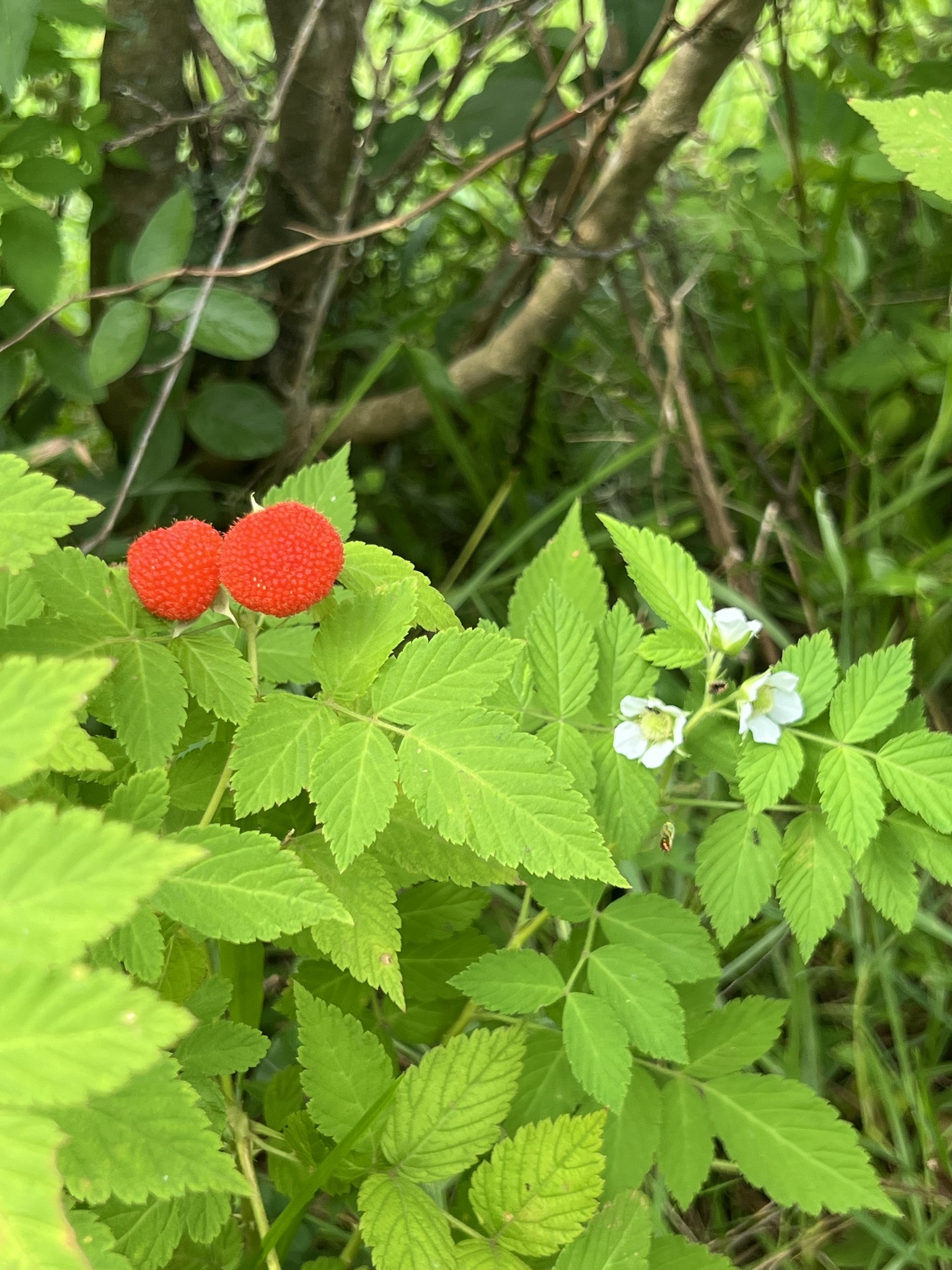 Rubus rosifolius